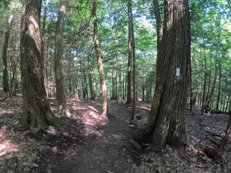 Clearfork Gorge at Mohican State Park: Trail 