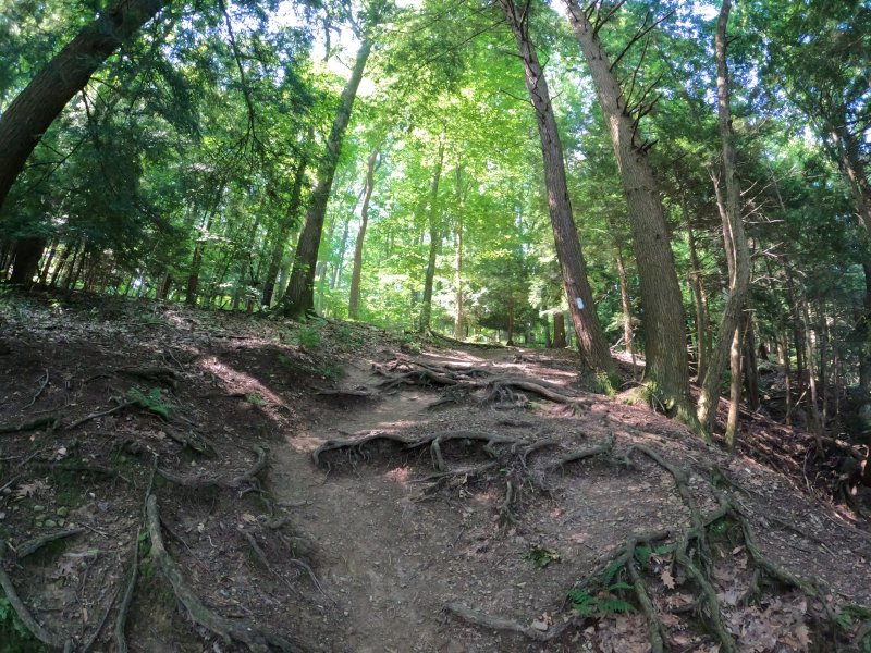 Climbing the ladder. Clearfork Gorge at Mohican State Park: Trail. At the Trail's end.