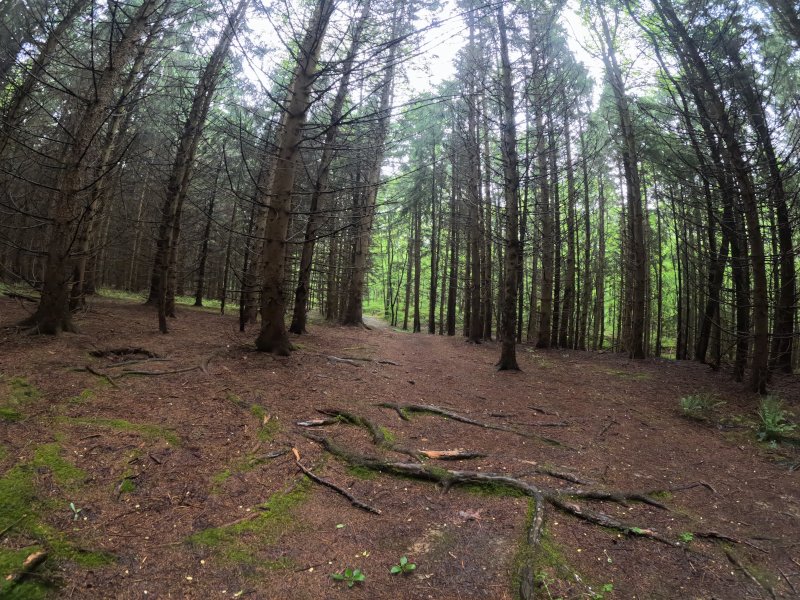 Along the trail. It is looped. Salt Fork, Morgan's Knob Loop