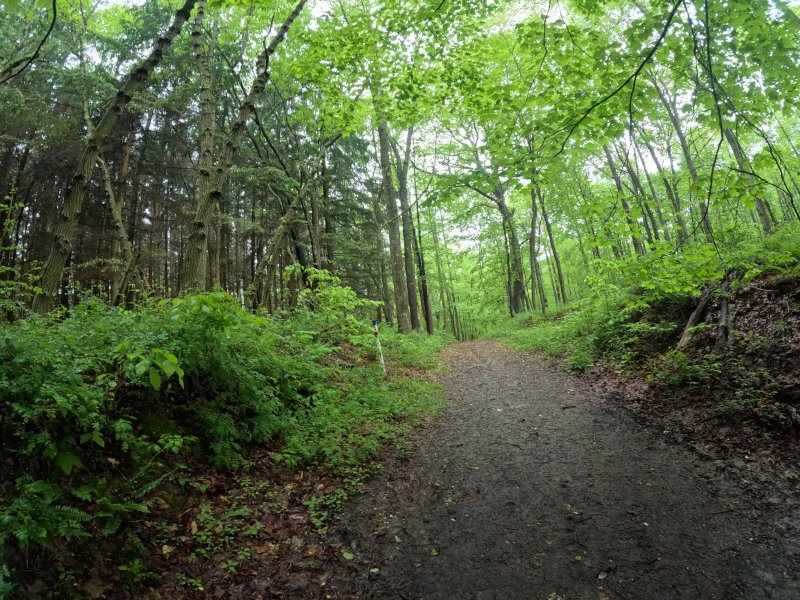 Along the trail. It is looped. Salt Fork, Morgan's Knob Loop