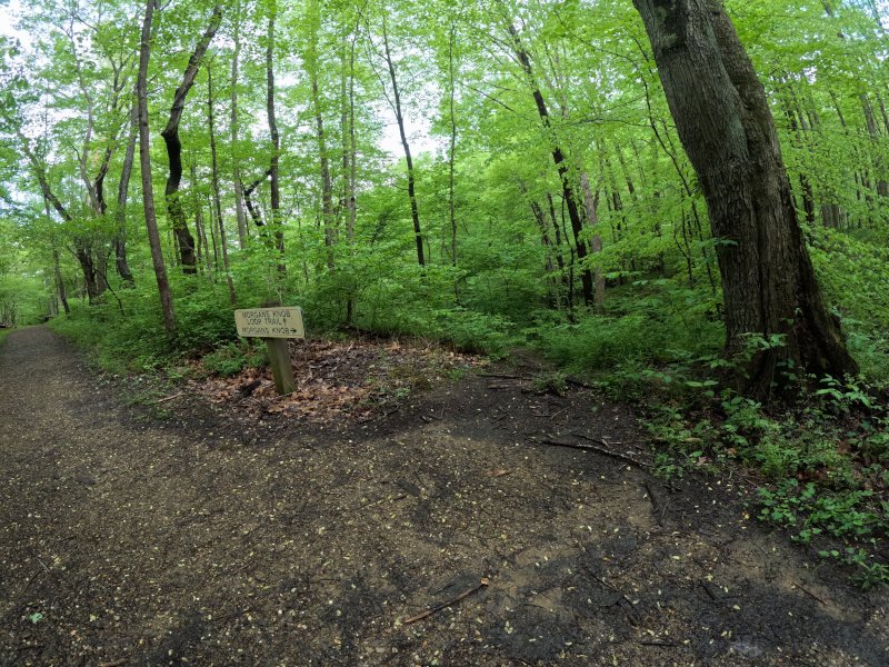 Along the trail. It is looped. Salt Fork, Morgan's Knob Loop