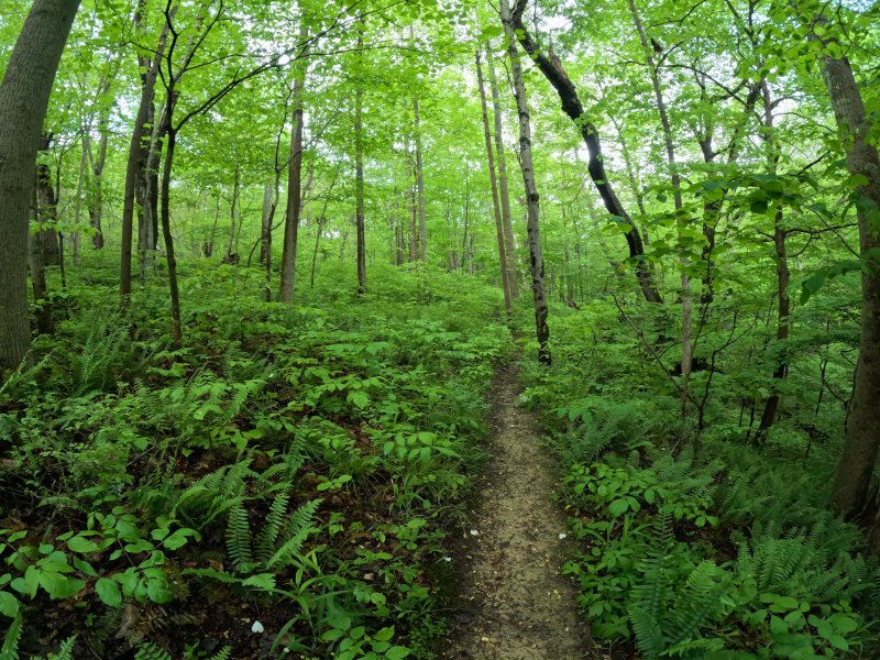 Along the trail. It is looped. Salt Fork, Morgan's Knob Loop