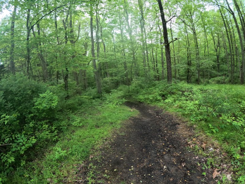 Along the trail. It is looped. Salt Fork, Morgan's Knob Loop