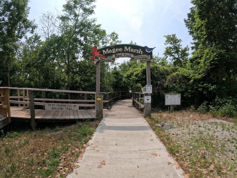 Birdwatching Magee Marsh Wildlife Area in Oak Harbor, Ohio