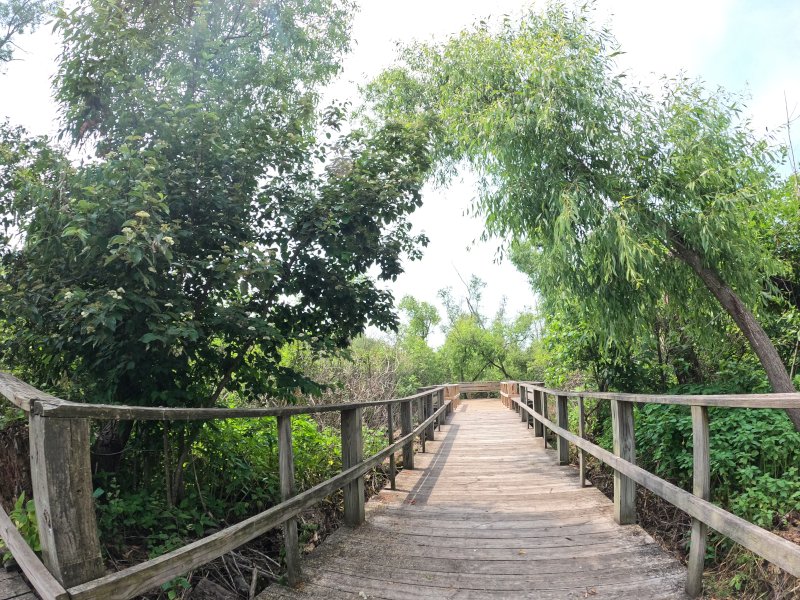 Birdwatching Magee Marsh Wildlife Area in Oak Harbor, Ohio