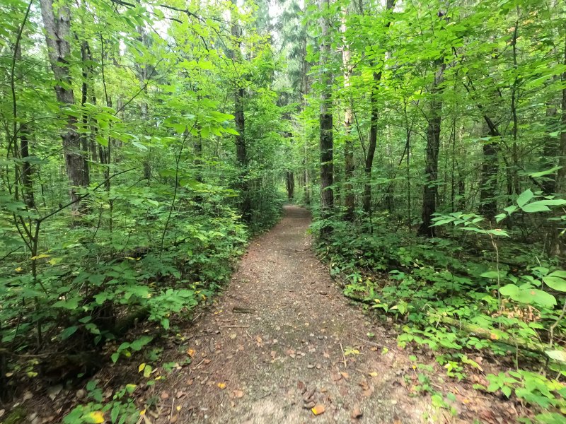 Goll Woods Trail. Along the path. Ohio Nature Preserves