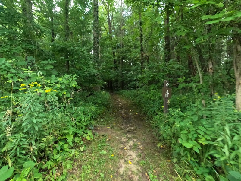 Goll Woods Trail. Along the path. Ohio Nature Preserves