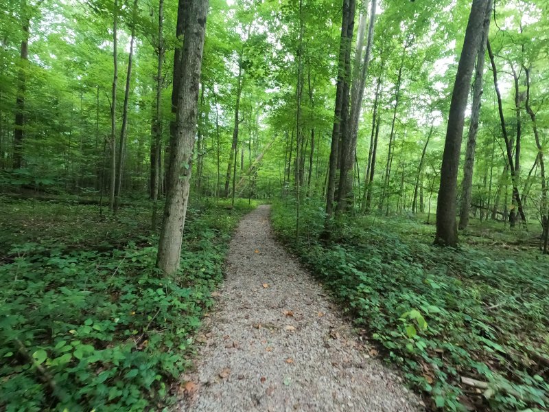 Goll Woods Trail. Along the path. Ohio Nature Preserves