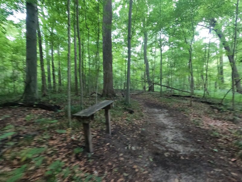 Goll Woods Trail. Along the path. Ohio Nature Preserves